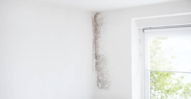 Best Commercial Mold Inspection  in Laredo, TX